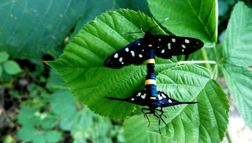 Close-up of butterfly on leaf