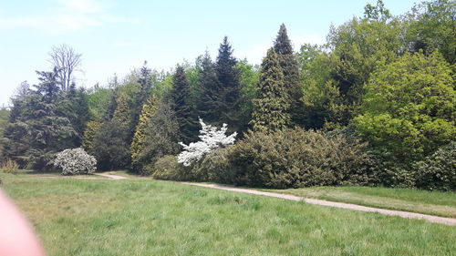 Pine trees on field against sky