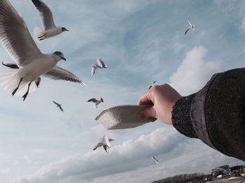 Cropped hand holding bowl over birds against cloudy sky