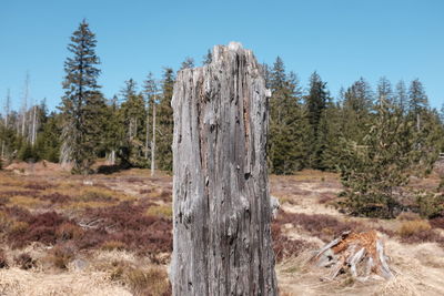 View of pine tree in forest