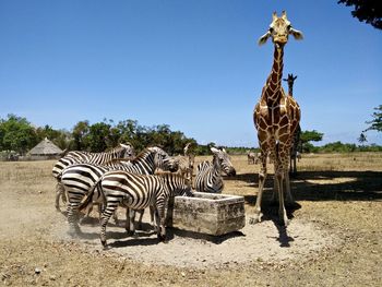 Zebra standing on field against clear sky