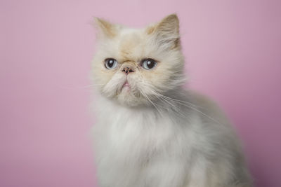 Portrait of a cat against wall