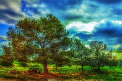 Trees against sky