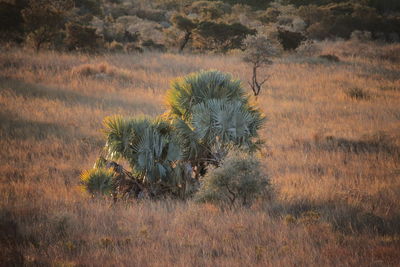 Plants growing on land