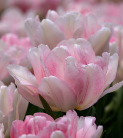 Close-up of pink flowers