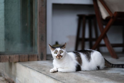 Portrait of cat sitting outdoors