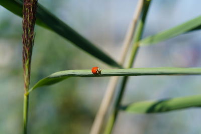 Close-up of ladybug on plant