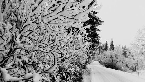 Road passing through trees