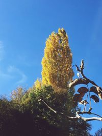 Low angle view of flowering plant against blue sky