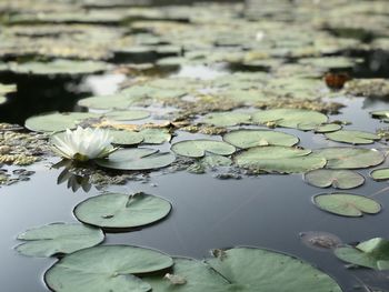 Lotus water lily in lake