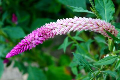 Close-up of purple flowering plant on field