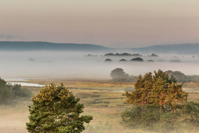 Trees on field in foggy weather at arne rspb reserve