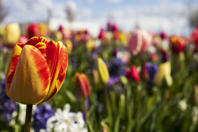 Close-up of red tulip