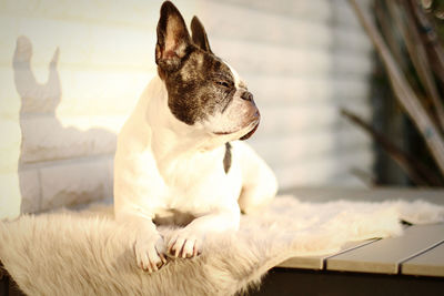 Portrait of a dog at home