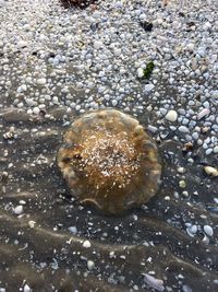 Close-up of crab on beach