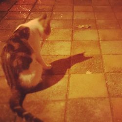 Dog standing on floor