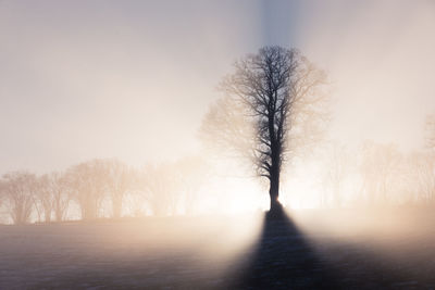 Trees against sky