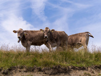 Sheep grazing on grassy field