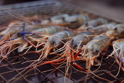 Close-up of dried fishing