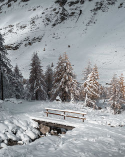 Snow covered pine trees on field during winter