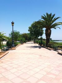 Walkway by palm trees against clear sky