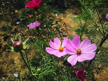 High angle view of pink flowers blooming on field