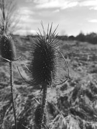 Close-up of thistle against sky