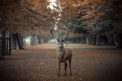 Portrait of deer standing on land