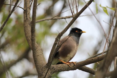 Low angle view of myna perching on branch
