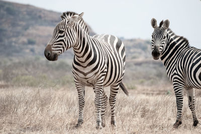 Zebras standing in a field