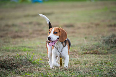 Dog playing on field