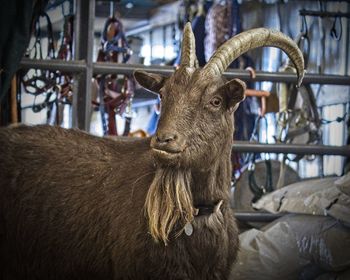 Portrait of goat with beard