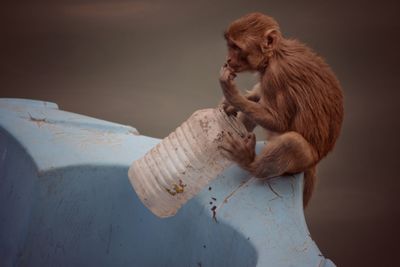 Baby monkey eating