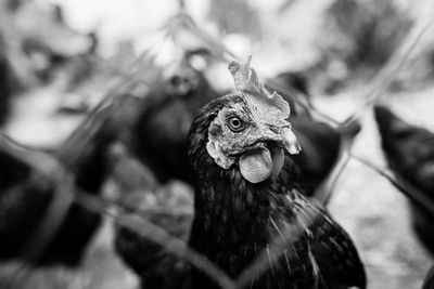 Close-up of a bird