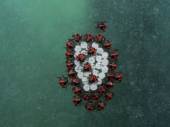 High angle view of red berries on table against blue background