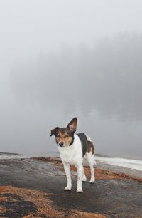 Dog standing on beach