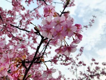 Close-up of pink cherry blossoms in spring