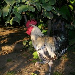 Close-up of rooster