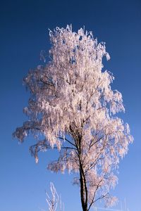 Low angle view of frozen bare trees against clear blue sky