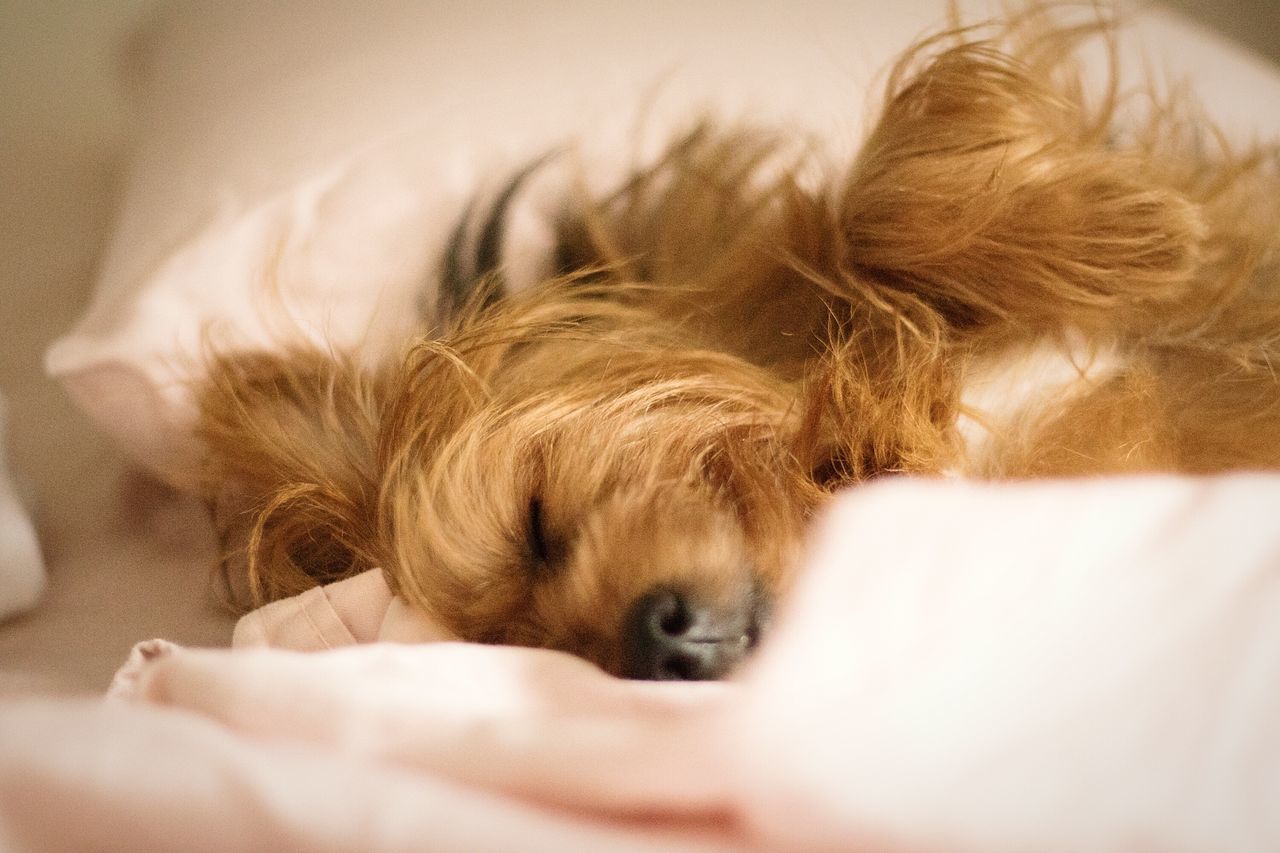 CLOSE-UP OF DOG LYING DOWN