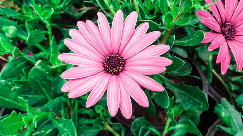 High angle view of pink flower blooming outdoors
