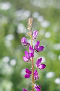 Close-up of purple flowers blooming outdoors