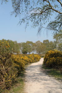 Road amidst trees against sky during autumn
