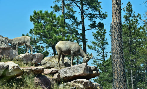 Sheep on tree against clear sky