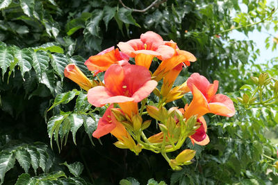 Close-up of orange flowering plant