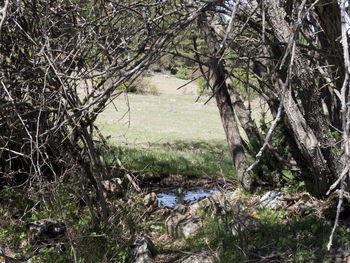 Trees in forest