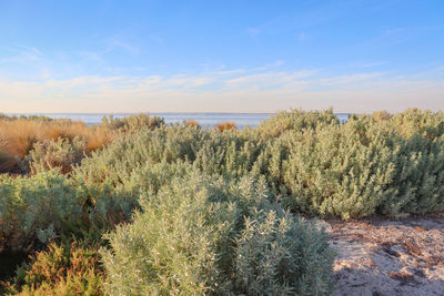 Plants growing on coastal land against sky