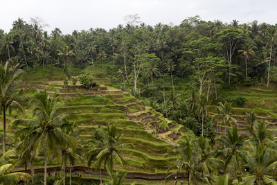 Scenic view of agricultural field