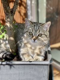 Portrait of cat relaxing outdoors