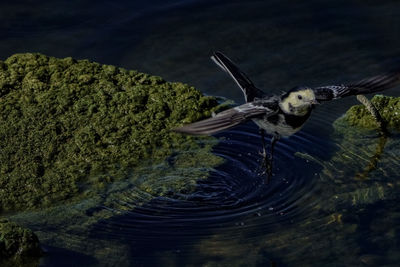 Close-up of eagle flying over sea